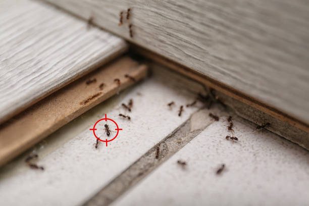 Best Local Pest Control Services  in Dland, MI
