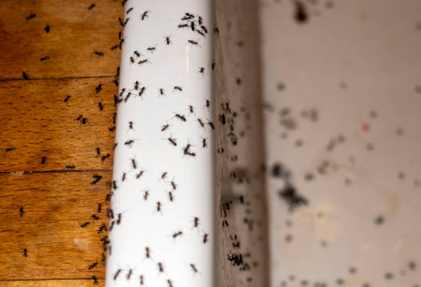 Reliable Midland, MI Pest Control Solutions