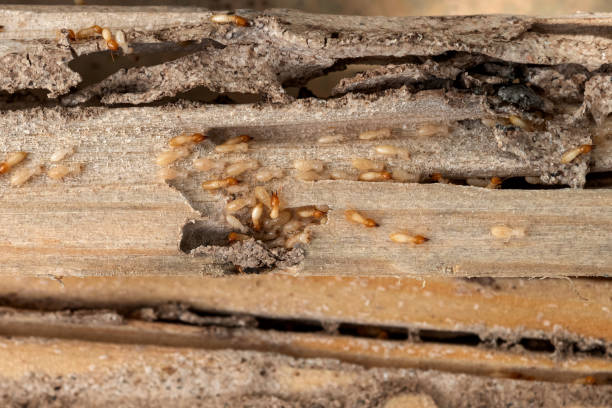Best Termite Control Services  in Dland, MI